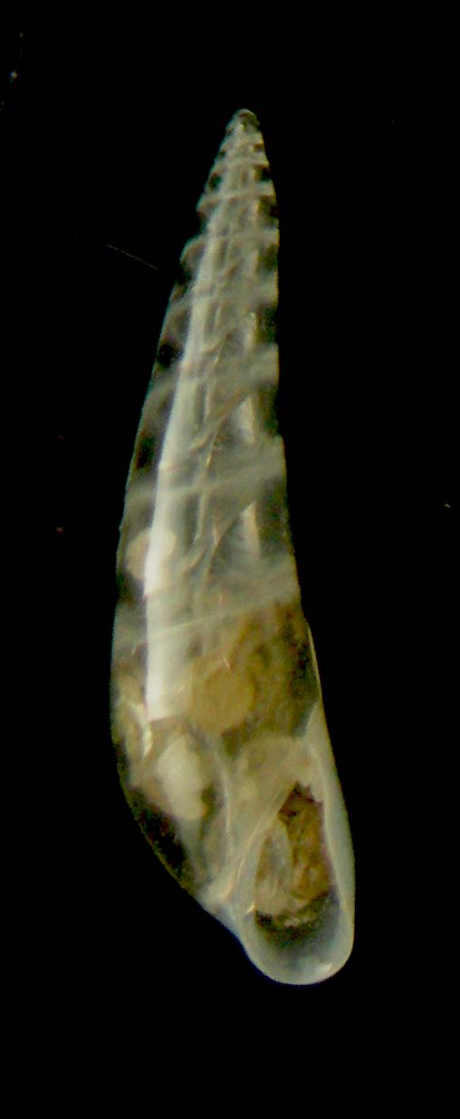 curveulima sp